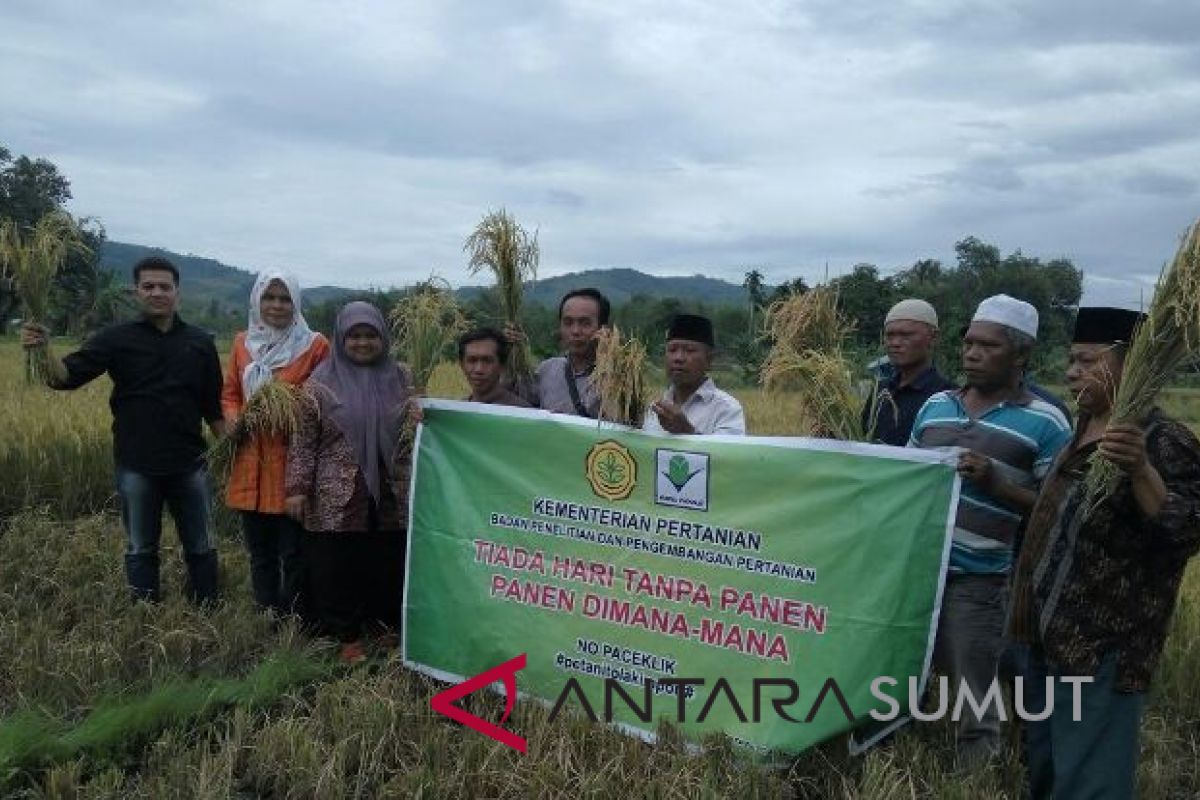 Panen raya padi sawah di Tapanuli Selatan