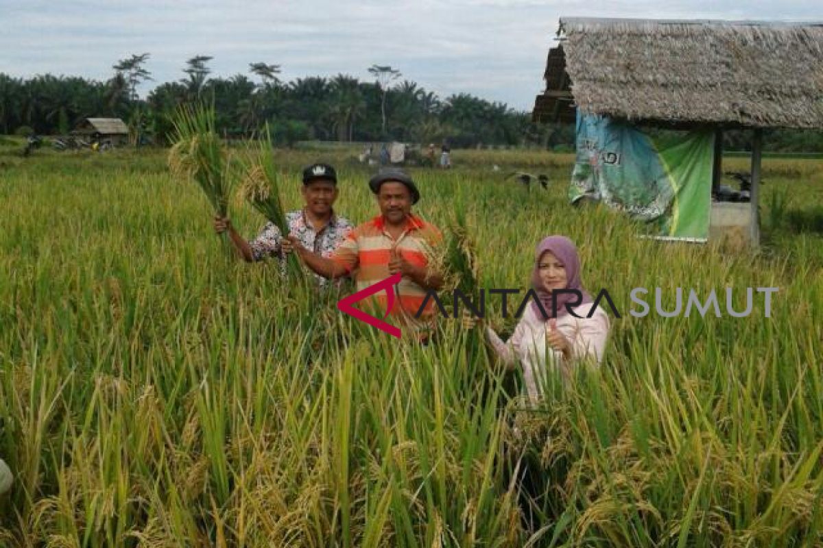 Petani Langkat panen padi Jarwo Super