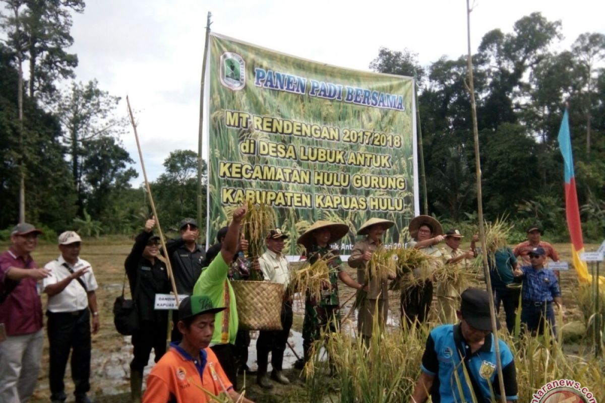 Panen Raya Padi