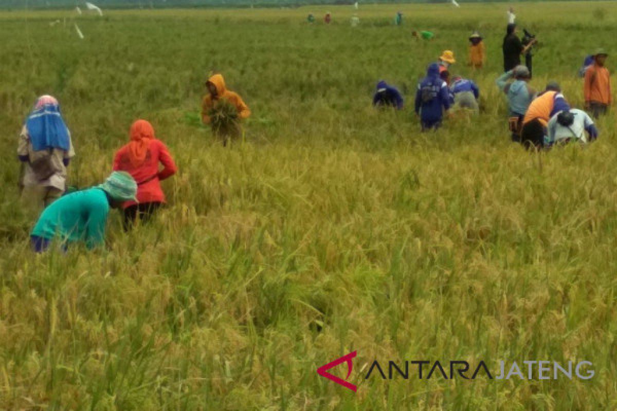 Petani Grobogan menolak wacana impor beras