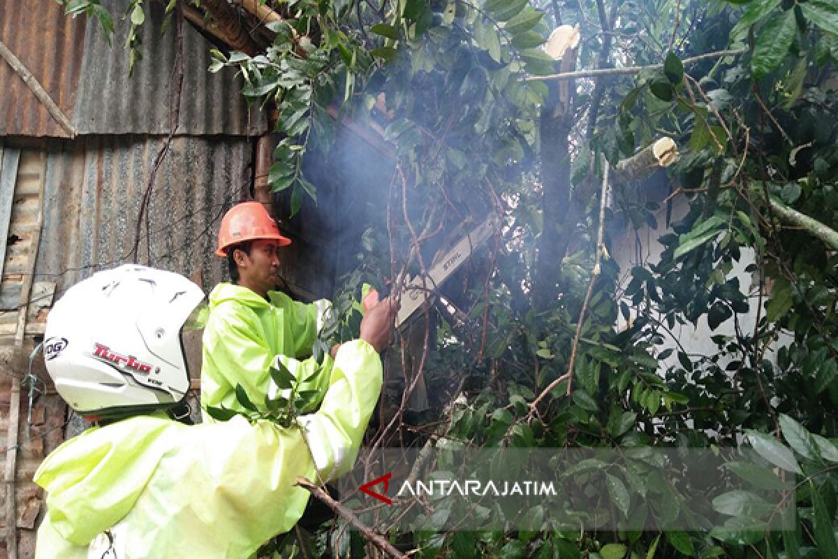 Puting Beliung Putus Jaringan Listrik di Pamekasan