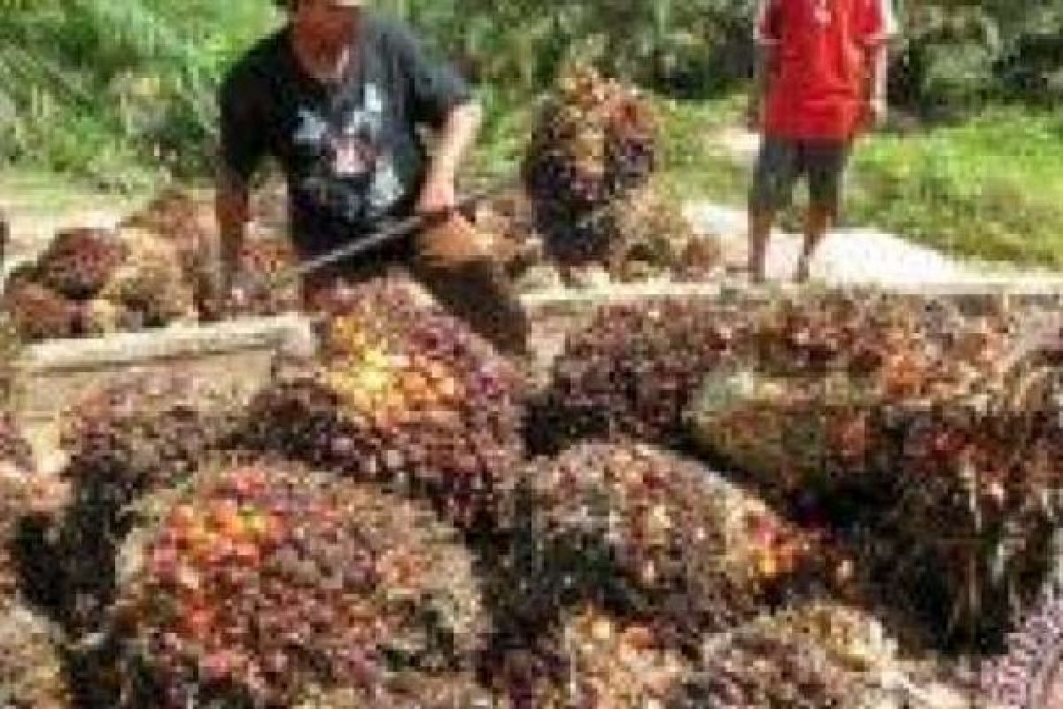 Program Peremajaan, Keluarga Pemilik Sawit di Riau dapat Rp25 Juta