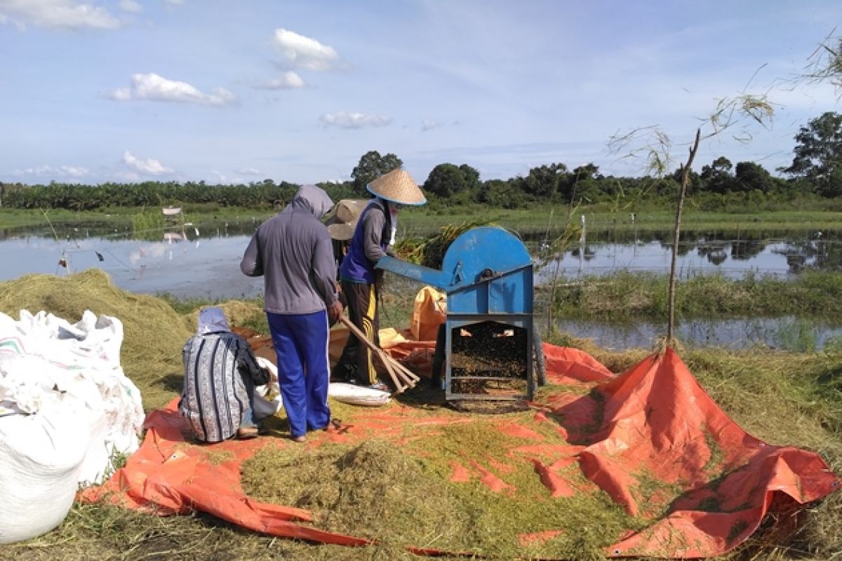 Produksi padi Batanghari belum capai target