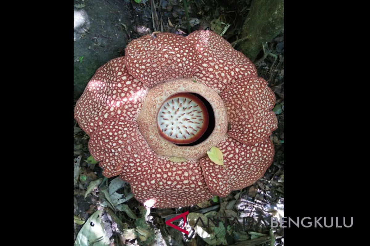 Rafflesia arnoldii mekar di Bukit Daun Bengkulu