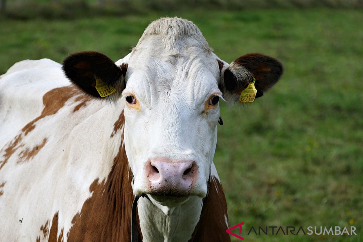 Pemkab Bangka Tengah bantu peternak 10 ekor sapi