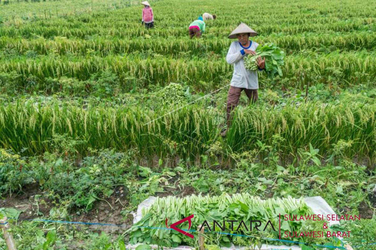 NTP petani Sulbar turun 1,02 persen