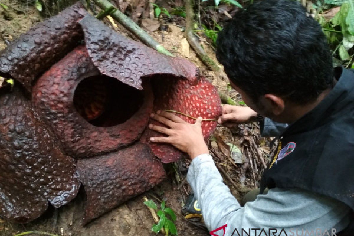 BKSDA temukan populasi bunga Raflesia di Sigantang