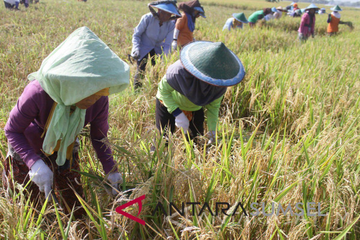 Babinsa Musi Rawas bantu petani panen padi