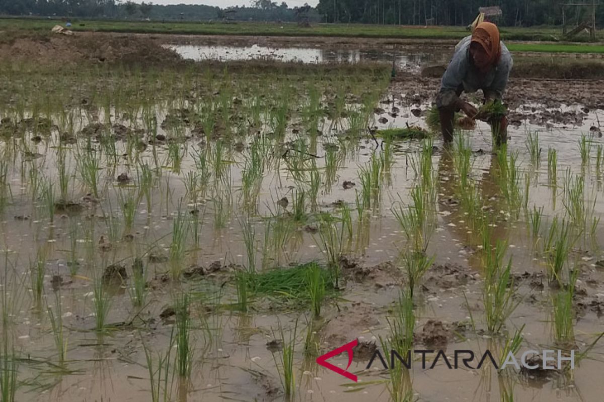 Petani Aceh Barat doa bersama turun sawah