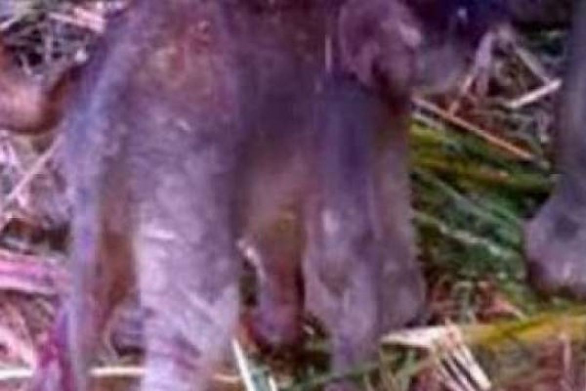 Telah Lahir Bayi Gajah di Suaka Margasatwa Balai Raja Bengkalis