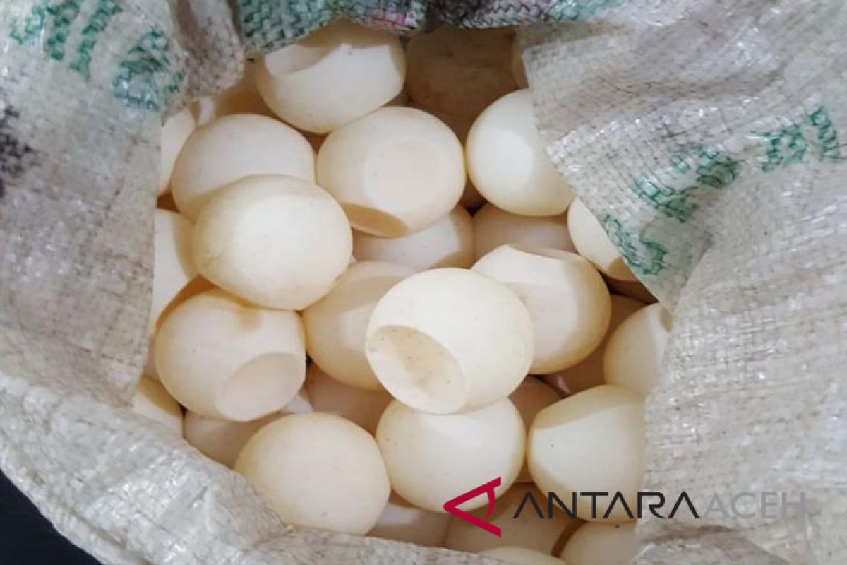 Nelayan simpan telur penyu ditangkap di Singkil