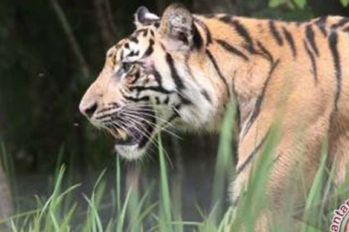 Tim BKSDA Riau Akan Evakuasi Harimau Pemangsa Manusia Di Inhil