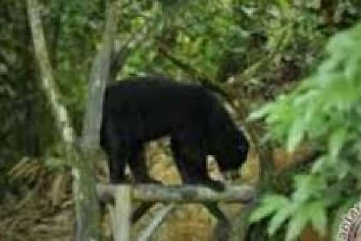 2 Beruang Madu Berkeliaran di Hutan Tengah Kota Siak, Masyarakat Diminta Hati-Hati