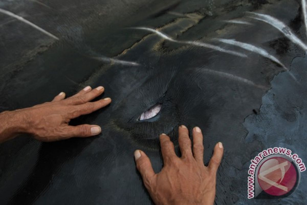 Bangkai paus 7 meter terdampar di Pulau Asok