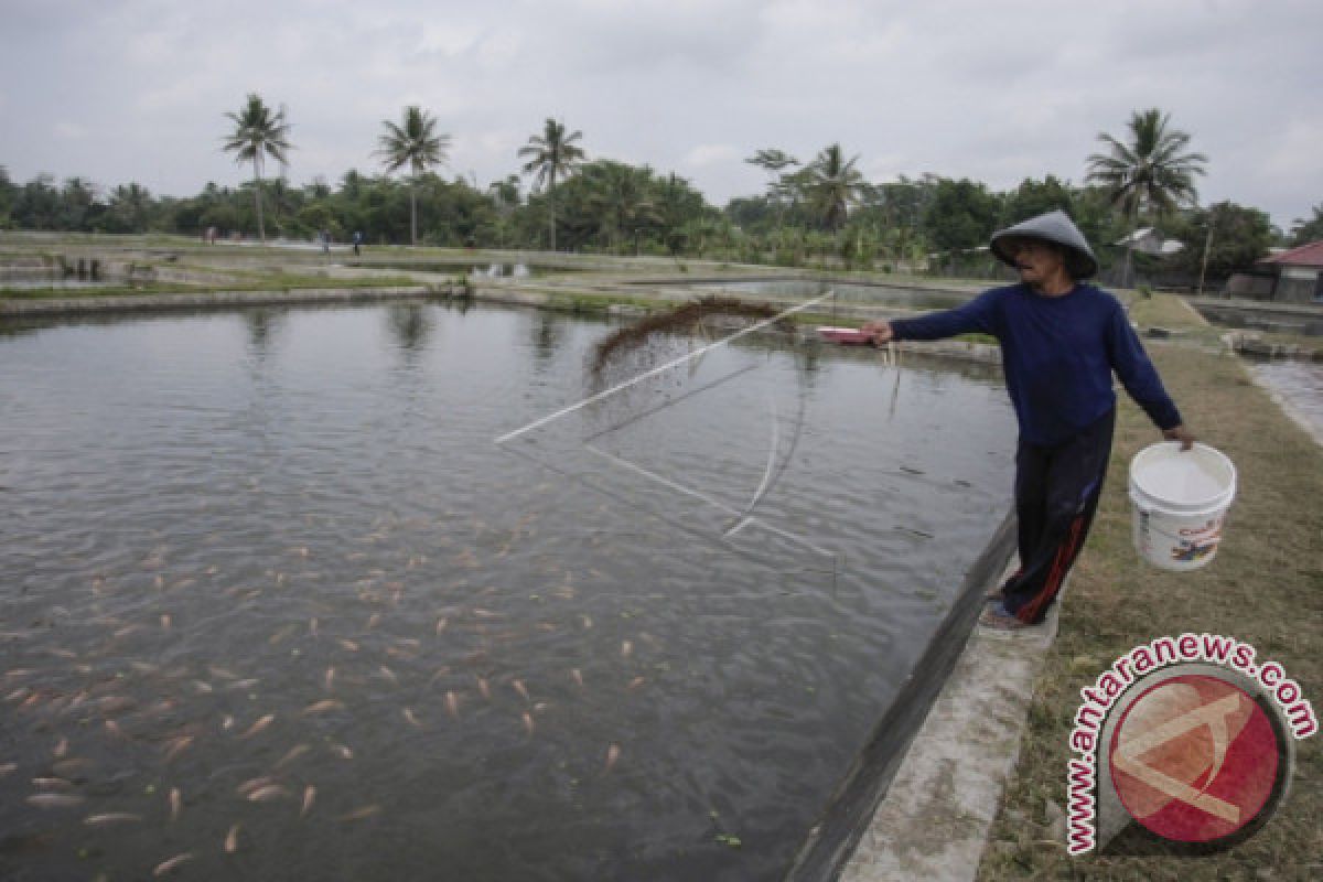 Sleman menargetkan produksi ikan air tawar capai 62.000 ton