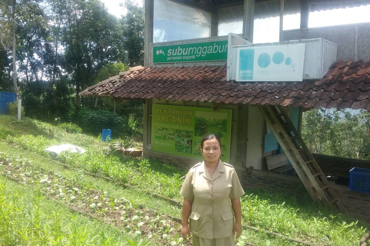 SD Pangudi Luhur Samigaluh kembangkan pertanian organik
