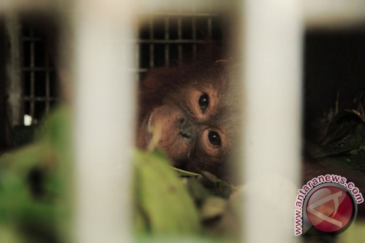 Police name five people as suspects in killing of orangutan