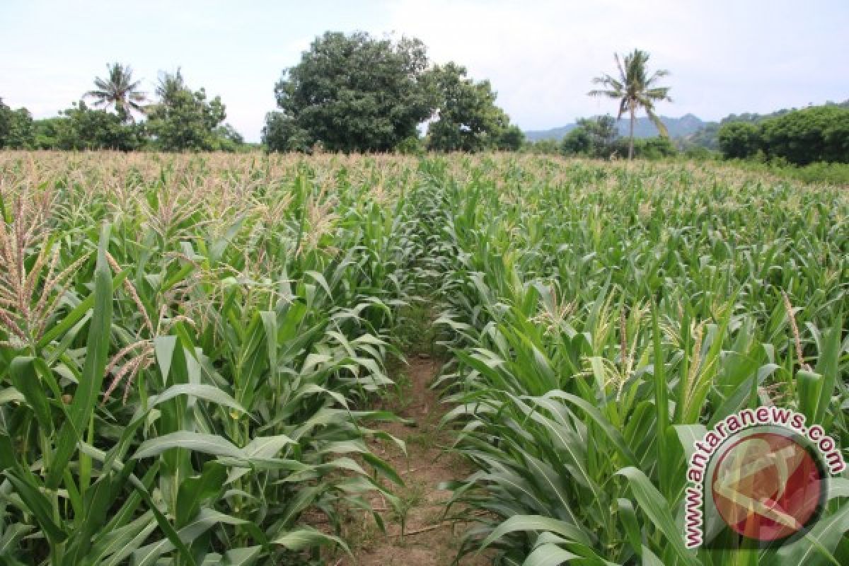 Kementan-FAO kembangkan pertanian konservasi di Sulteng