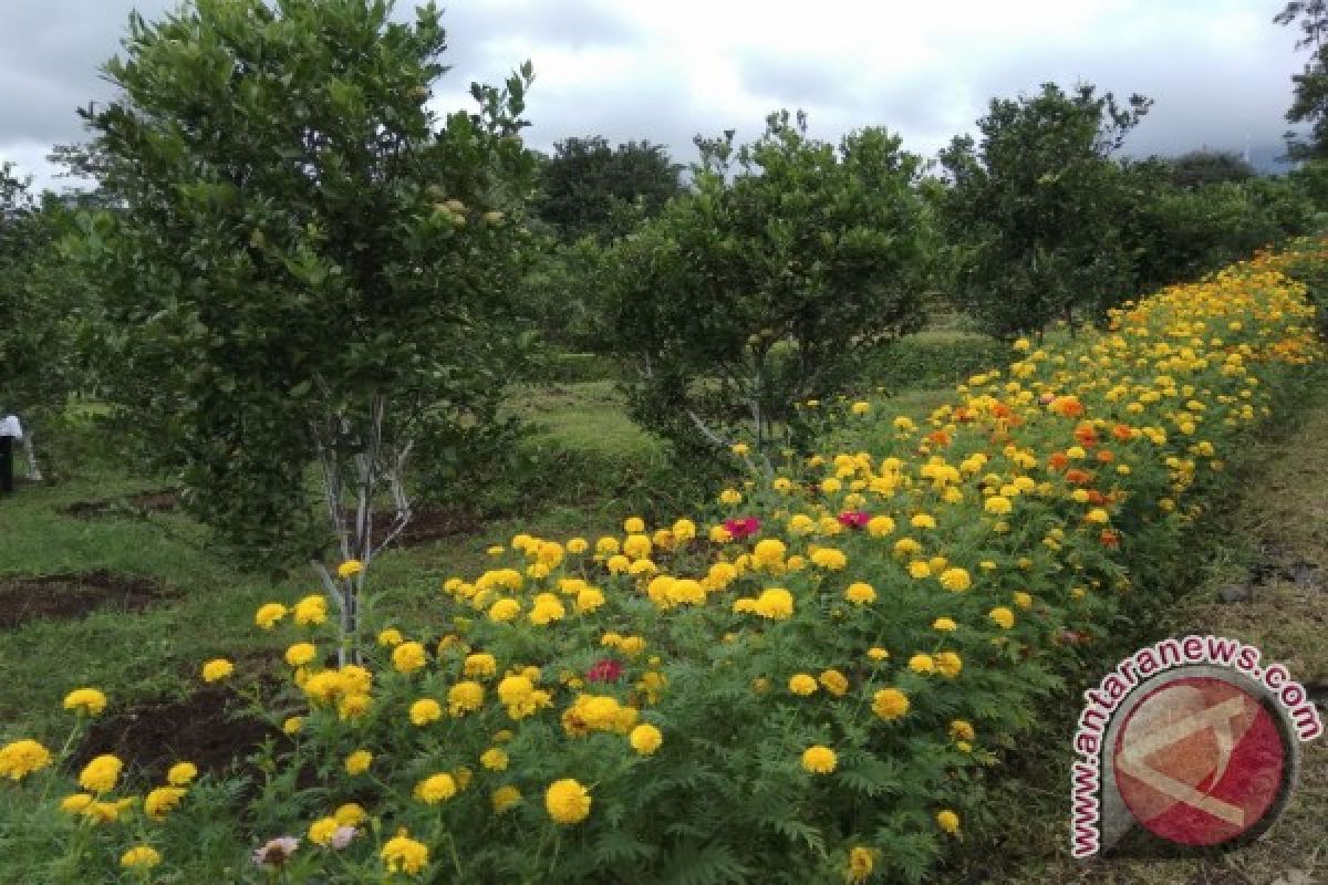 Balitbangtan manfaatkan tagetes untuk kendalikan hama jeruk