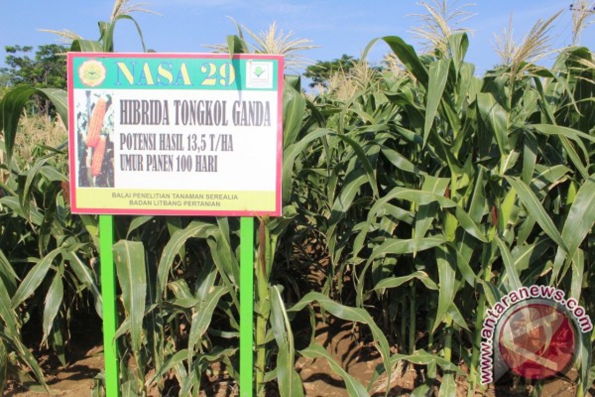 Balitbang Pertanian lepas 39 varietas jagung hibrida