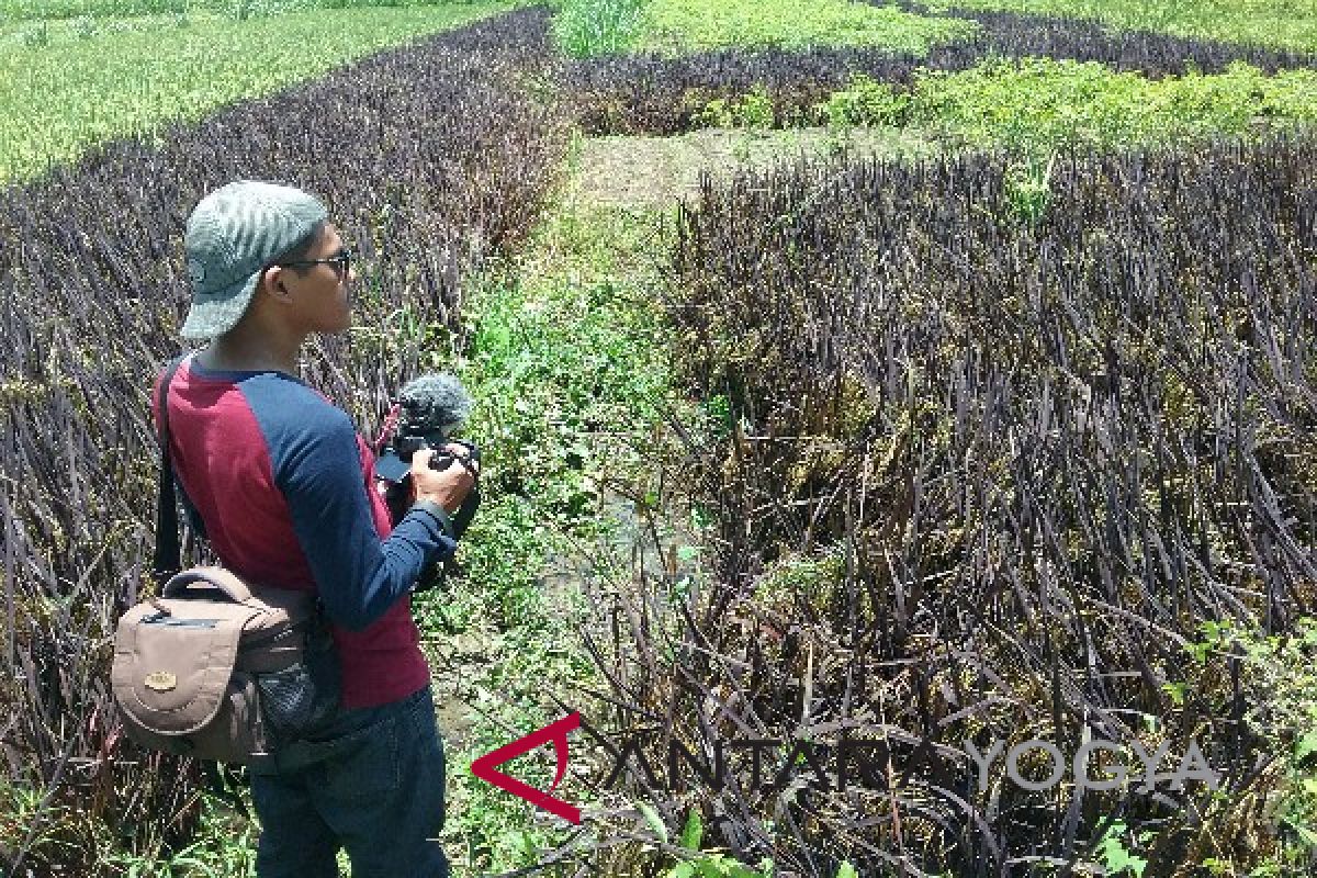 Petani Kulon Progo tanam varietas padi Korea