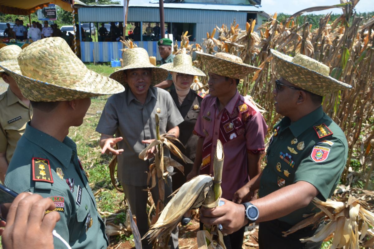 Danrem Panen Jagung di Demplot Kodim 1009/Pelaihari