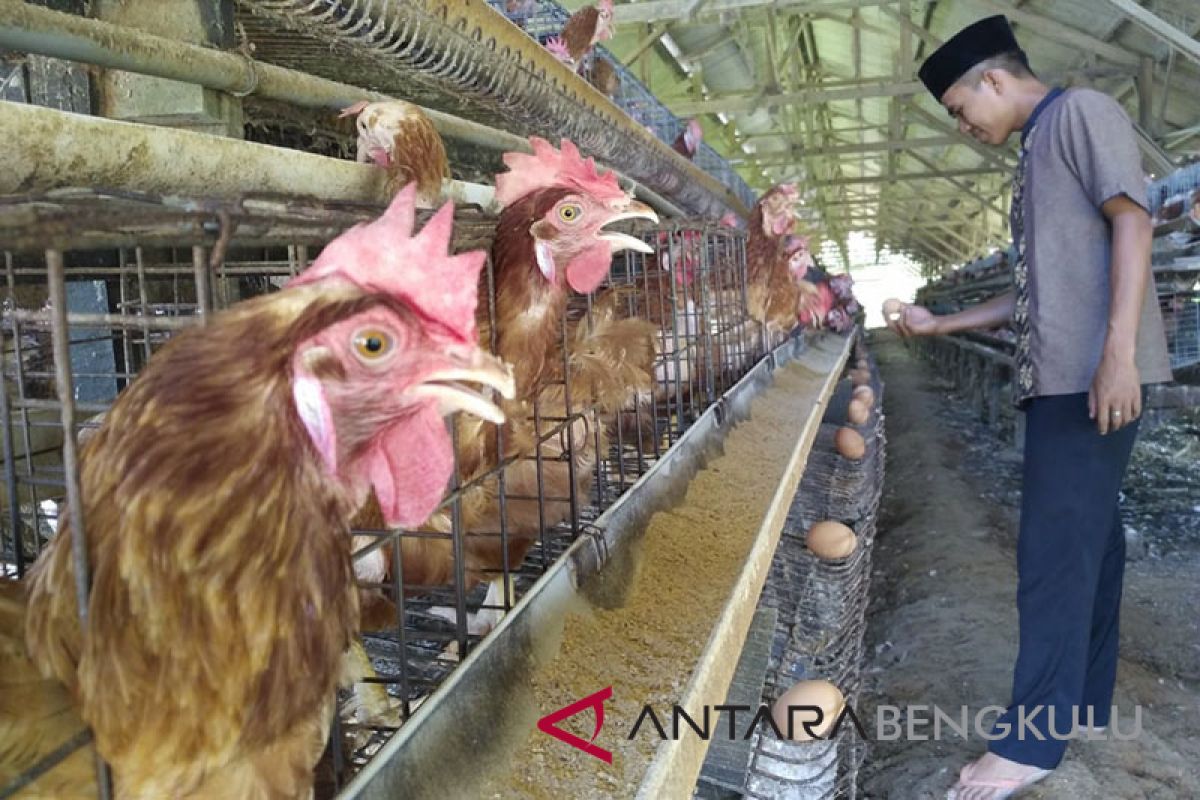 Mahalnya pakan ayam buat harga telur naik