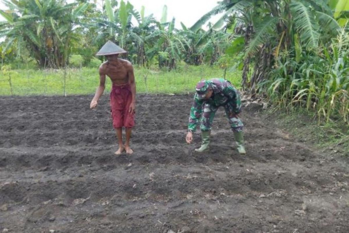 Babinsa Koramil Muting bantu petani tanam jagung