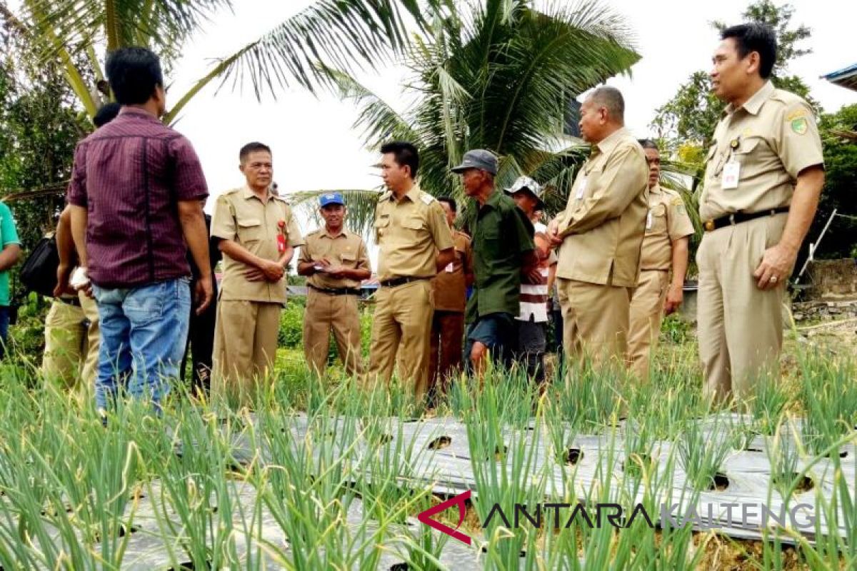 Barut Kembangkan Bawang Merah Gunakan Mulsa