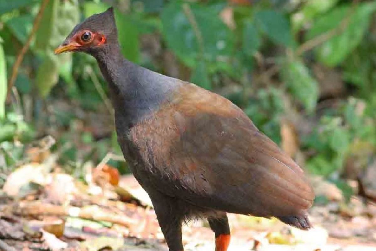 Burung Gosong kaki merah masih hidup di NTT