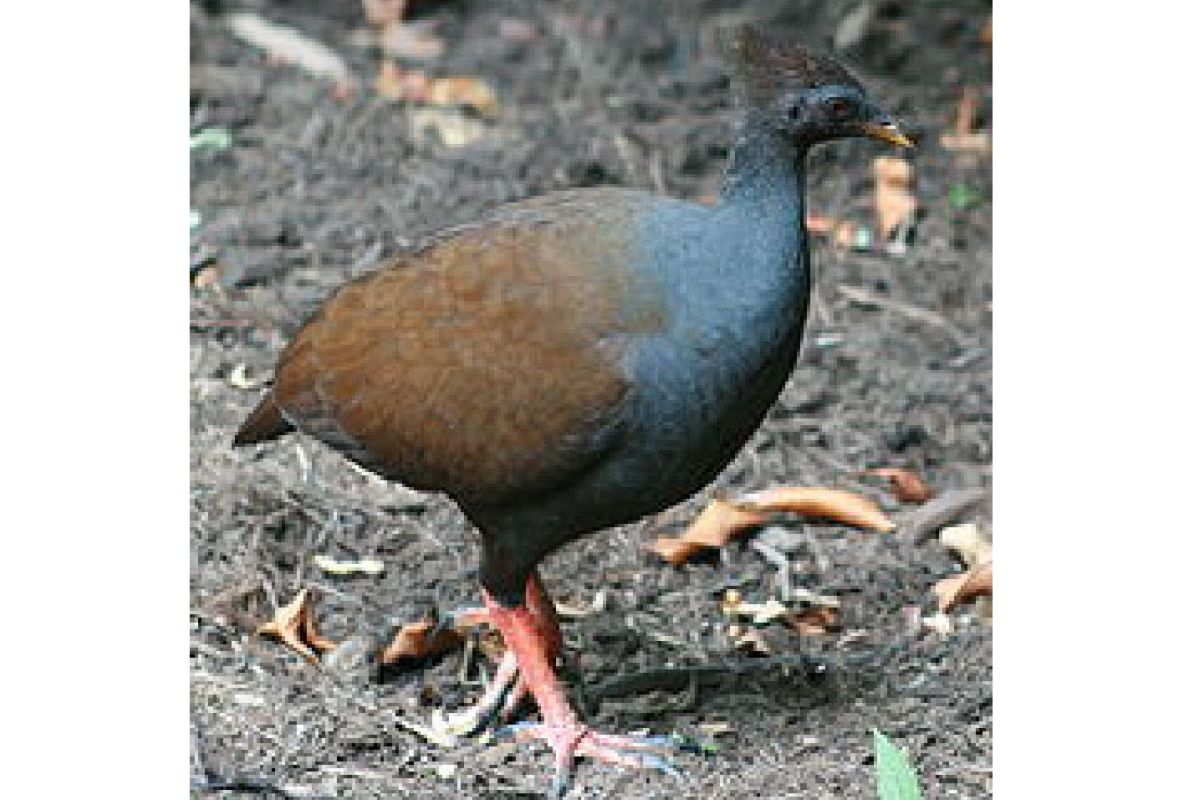Burung gosong kaki merah masih hidup NTT
