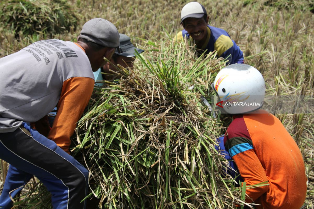 Serapan Gabah/Beras Bulog Bondowoso 10 Persen