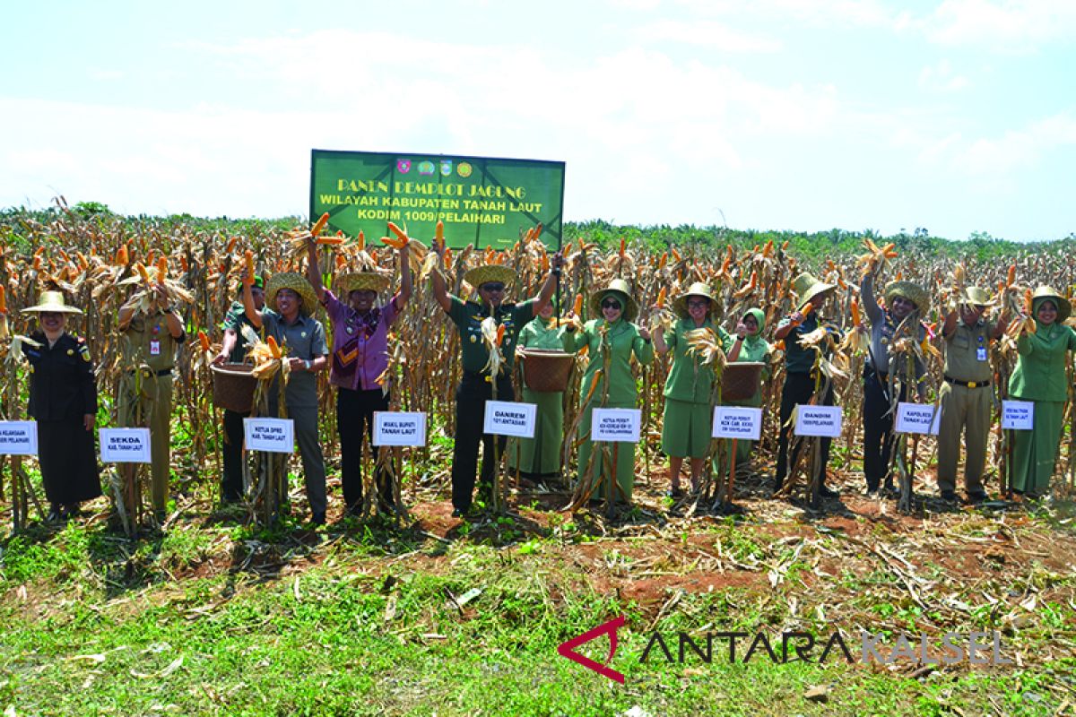 Danrem Harvests Corn at Kodim Pelaihari's Demplot