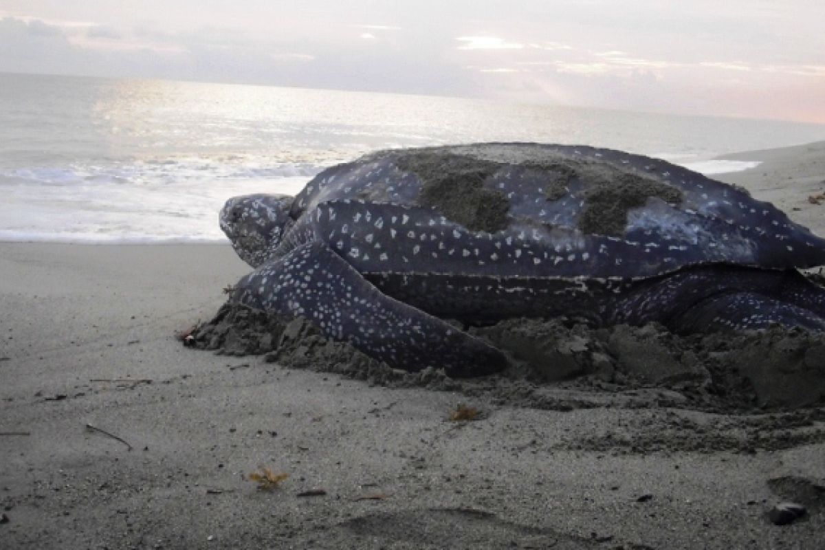 WWF: Pantai Jeen Womom jadi kawasan konservasi