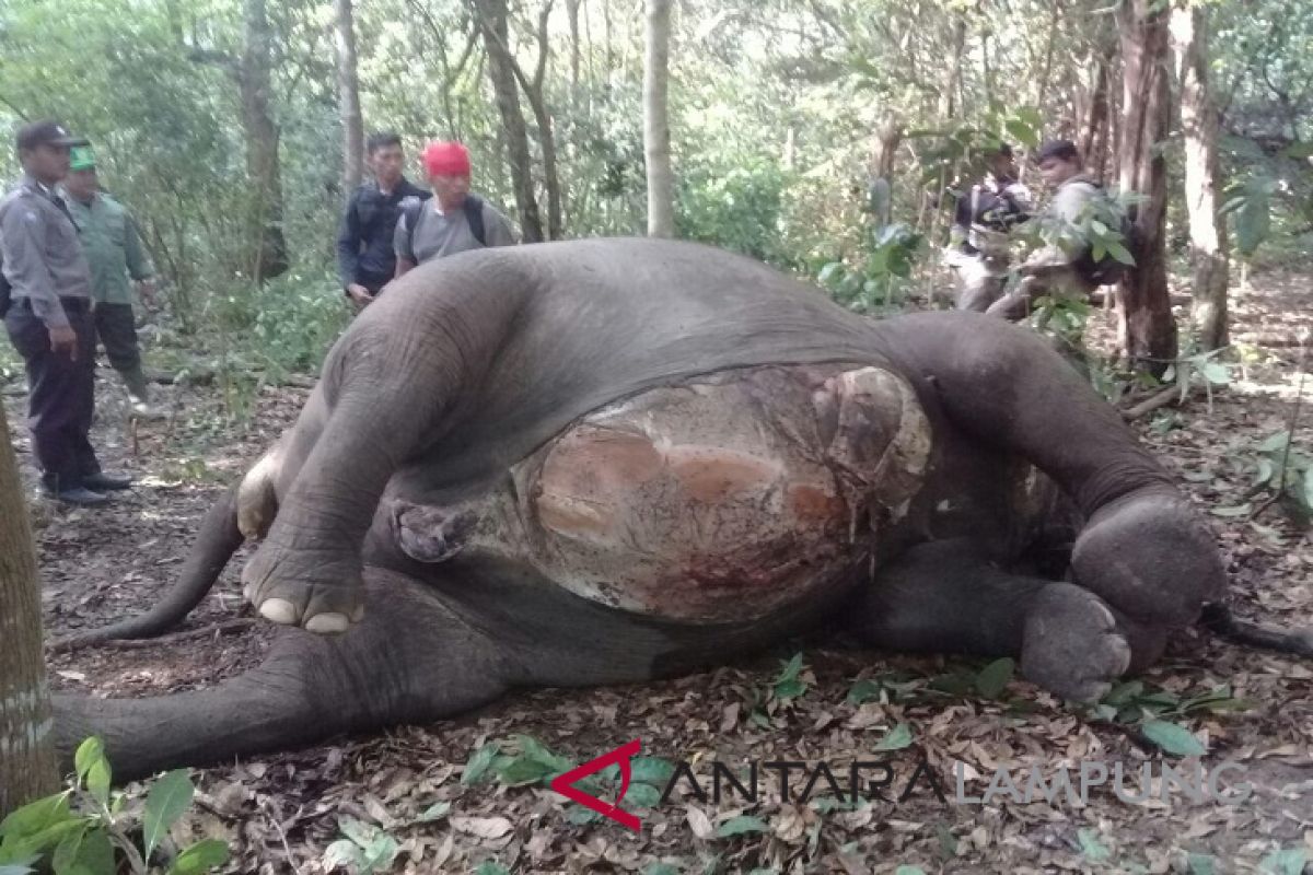 Gajah TNWK mati diduga akibat pemburu liar