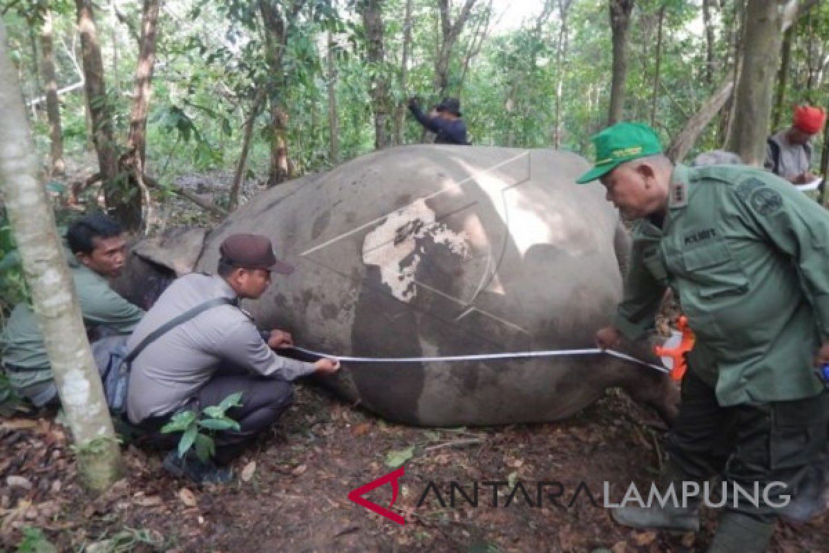 Delapan tahun 26 gajah Way Kambas mati diburu