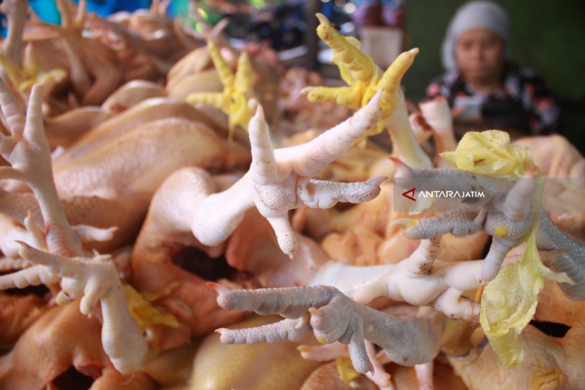 Harga Daging Ayam Potong di Madiun Turun