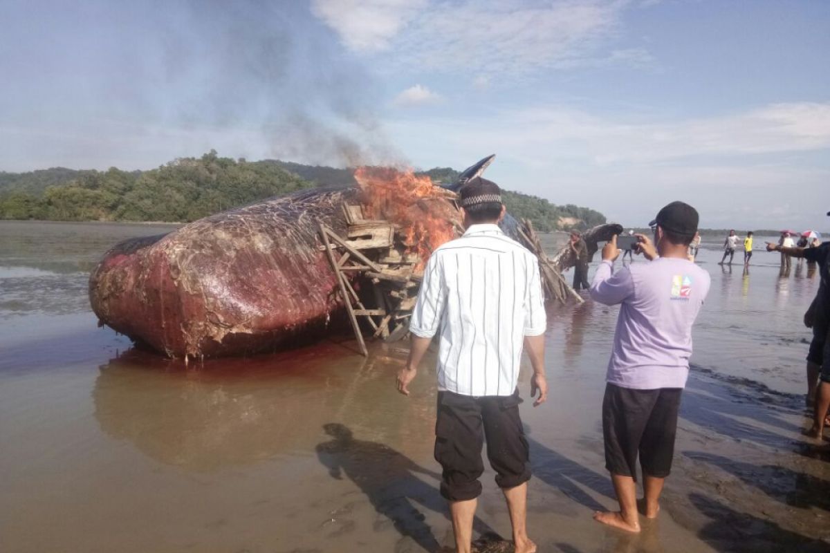 Petugas musnahkan bangkai ikan paus