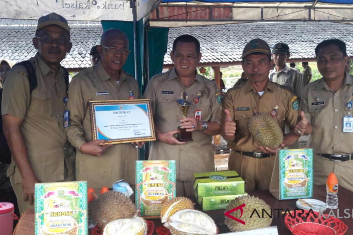 Durian Gentong Kalahkan 98 Durian Pada Kontes Durian