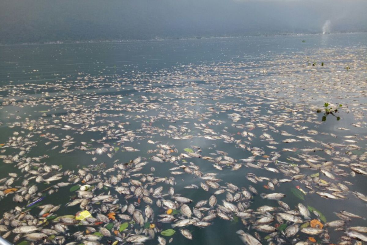 160 ton ikan mati di keramba Danau Maninjau, pembudidaya alami kerugian Rp3,75 miliar