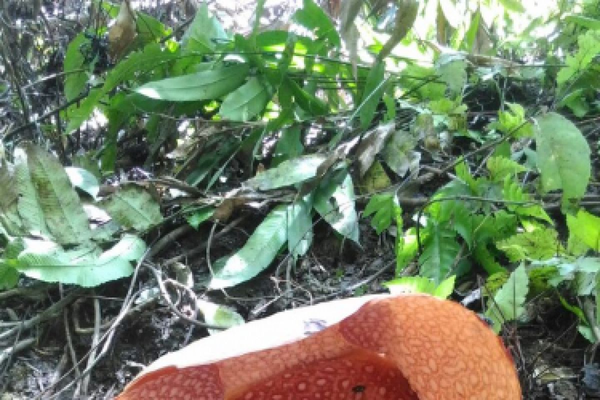 Habitat baru Rafflesia SP ditemukan di Bukit Kaba