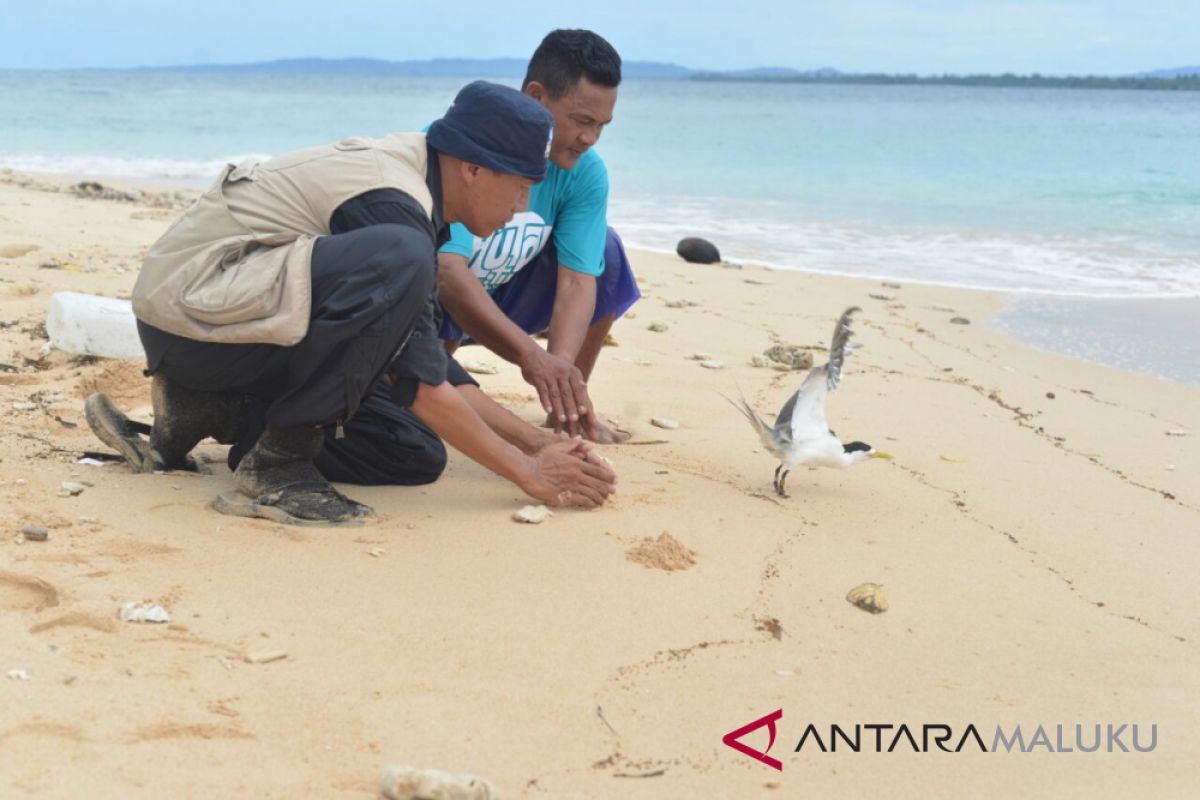 BKSDA Maluku - BirdLife lakukan penandaan burung dara