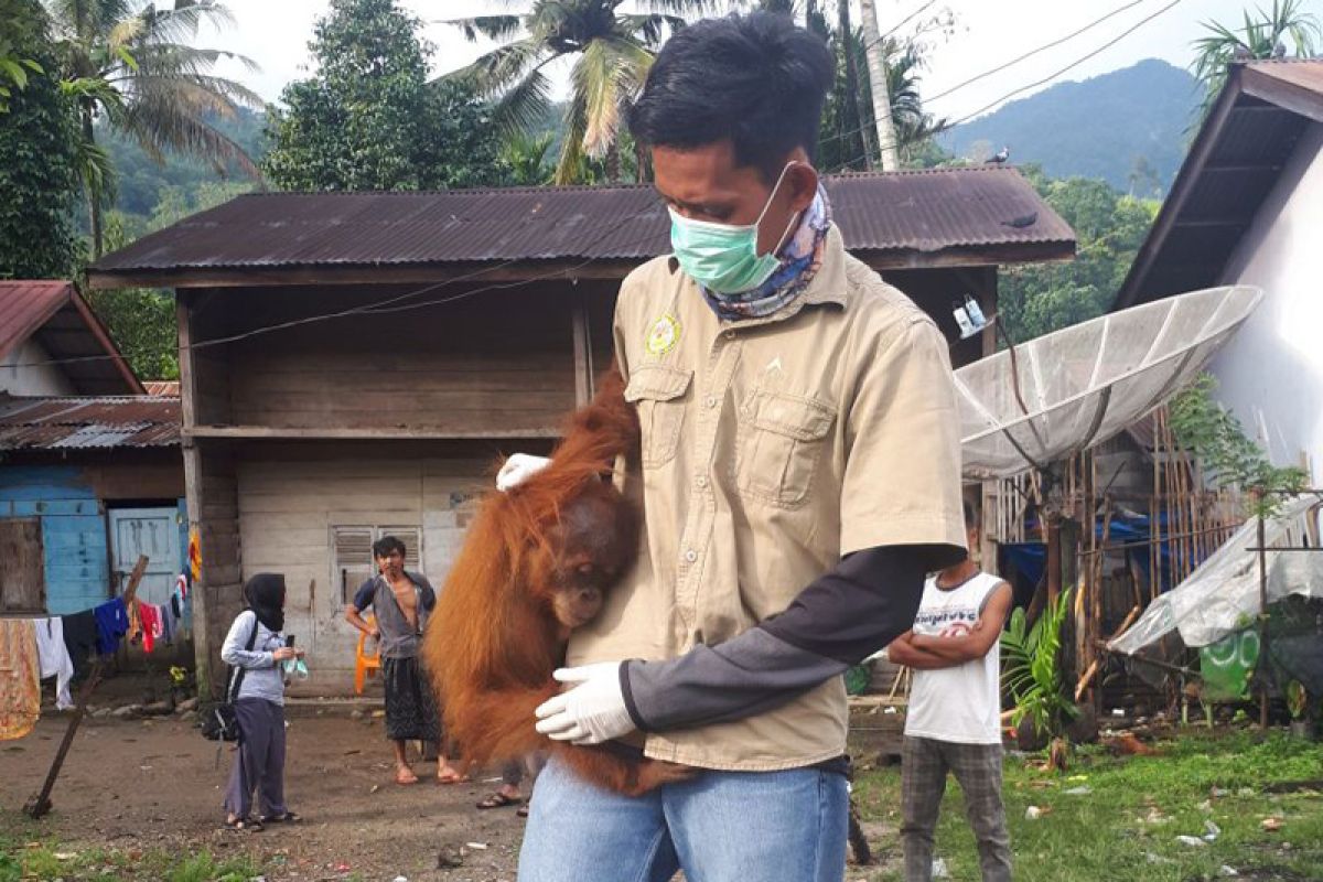 BKSDA evakuasi orangutan diselamatkan warga
