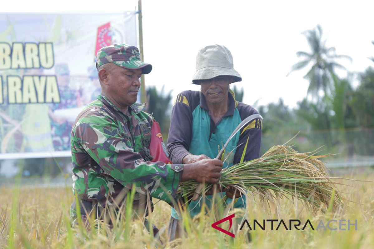 Babinsa Musirawas bantu petani panen padi