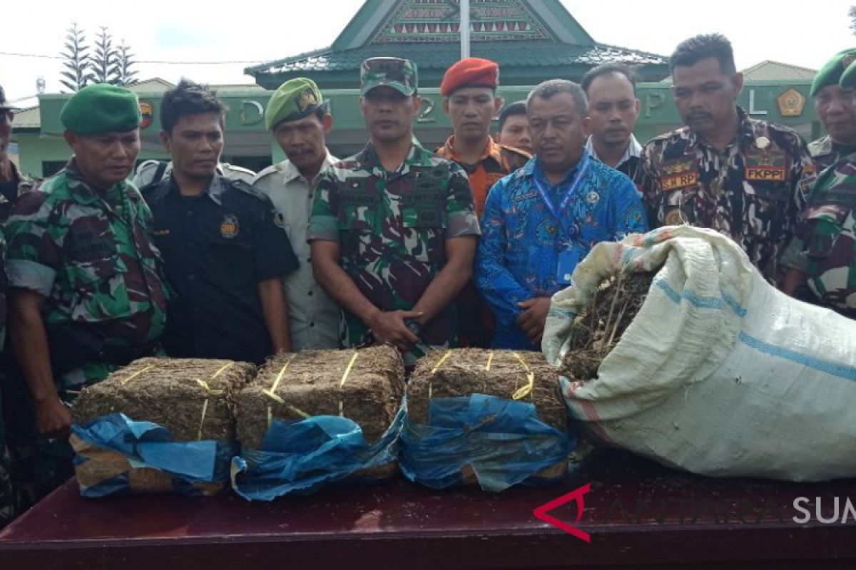 TNI temukan 2 hektar lahan ganja di Madina