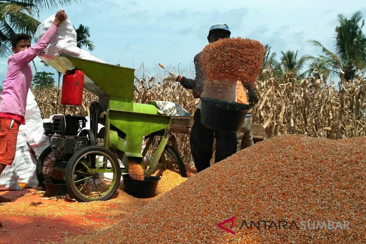 Target produksi jagung Solok Selatan 109.410 ton pada 2018