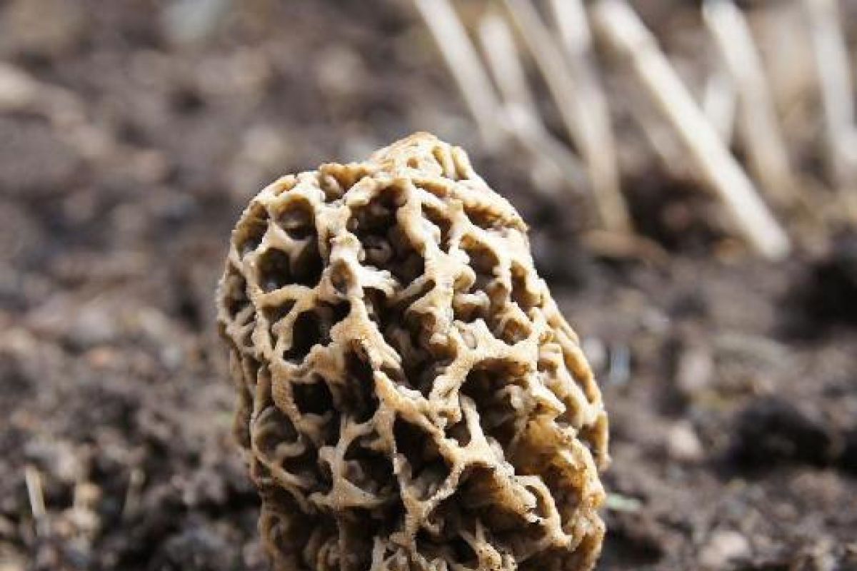 Gunung Rinjani ditumbuhi jamur langka bernama "morels"