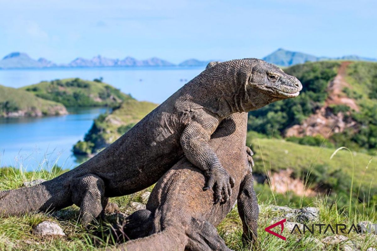 Komodo park crowded with tourists