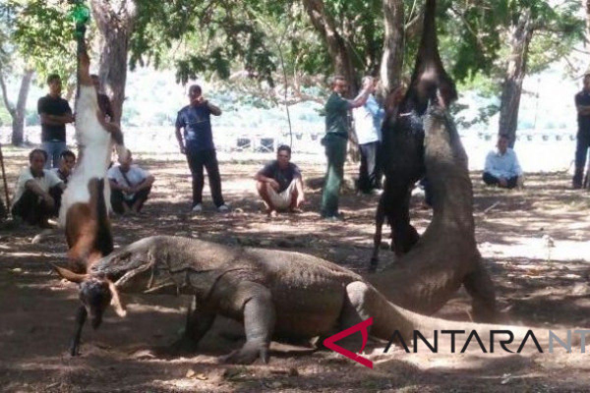 Otoritas pasang tanda larangan memberi makan Komodo