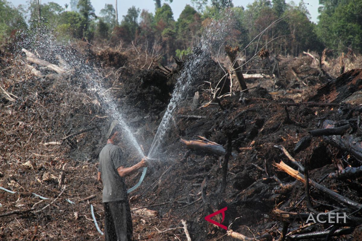 50 hektare hutan pinus terbakar di Aceh Besar